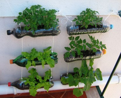 plantas para cultivar em garrafa pet