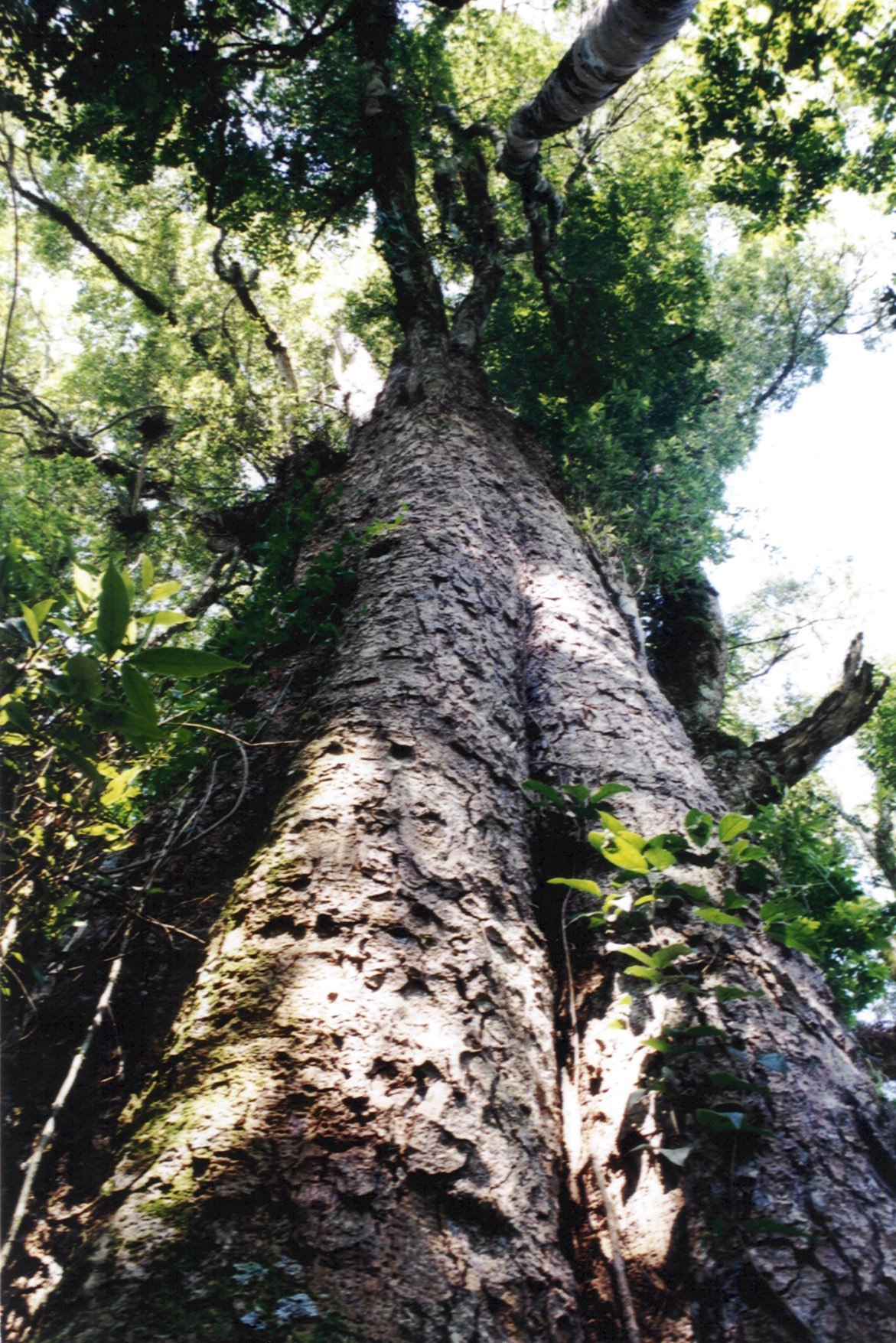 Madeira imbuia preço