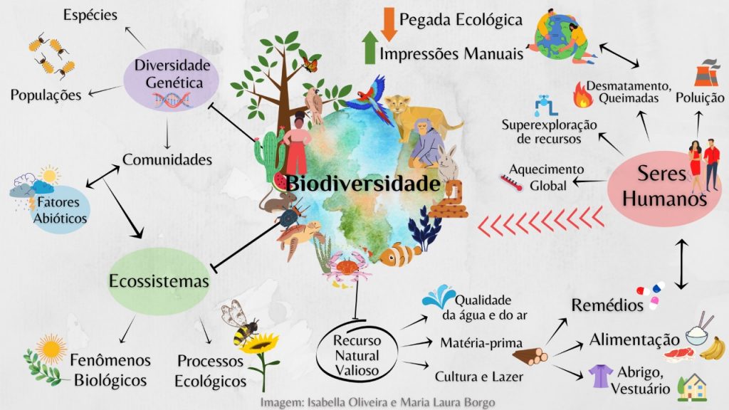 5 ideias de títulos:
1. A Importância da Diversidade de Árvores para a Resiliência Ecológica
2. Como a Biodiversidade Florestal Contribui para a Saúde do Planeta
3. Benefícios da Diversidade de Espécies para o Solo e o Clima
4. Refúgios Naturais: O Papel das Árvores na Proteção da Biodiversidade
5. Diversidade de Árvores: Um Pilar para a Sustentabilidade Humana e Ambiental