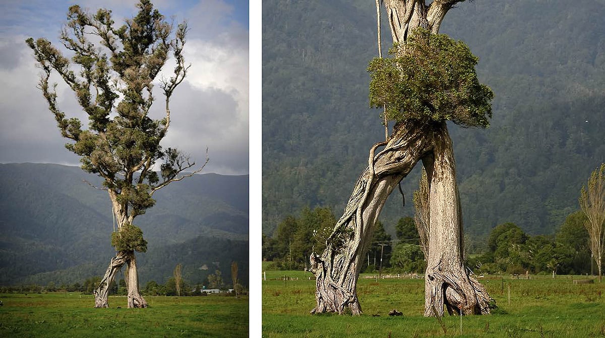 5 ideias de títulos:
1. A Importância da Diversidade de Árvores para a Resiliência Ecológica
2. Como a Biodiversidade Florestal Contribui para a Saúde do Planeta
3. Benefícios da Diversidade de Espécies para o Solo e o Clima
4. Refúgios Naturais: O Papel das Árvores na Proteção da Biodiversidade
5. Diversidade de Árvores: Um Pilar para a Sustentabilidade Humana e Ambiental