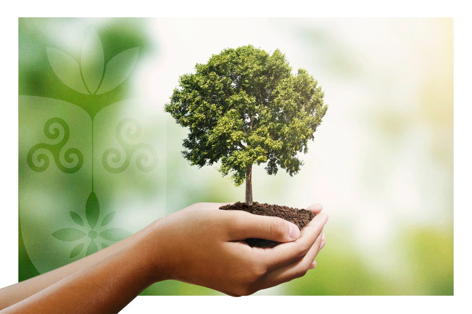 5 ideias de títulos:
1. A Importância da Diversidade de Árvores para a Resiliência Ecológica
2. Como a Biodiversidade Florestal Contribui para a Saúde do Planeta
3. Benefícios da Diversidade de Espécies para o Solo e o Clima
4. Refúgios Naturais: O Papel das Árvores na Proteção da Biodiversidade
5. Diversidade de Árvores: Um Pilar para a Sustentabilidade Humana e Ambiental