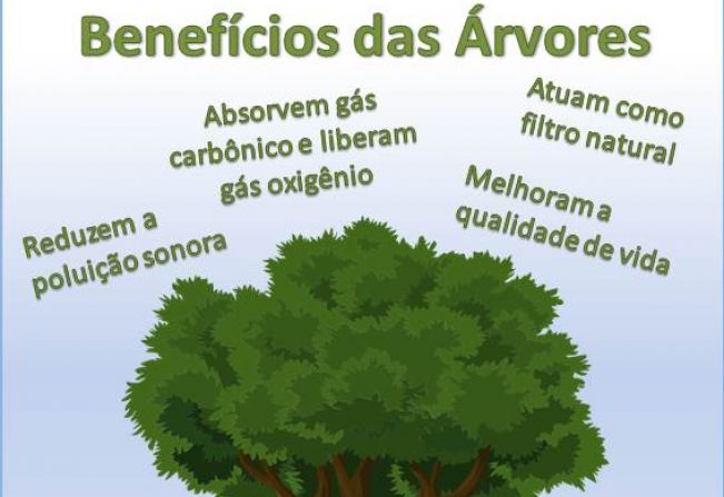 Desvendando os Múltiplos Papéis das Árvores na Manutenção da Biodiversidade