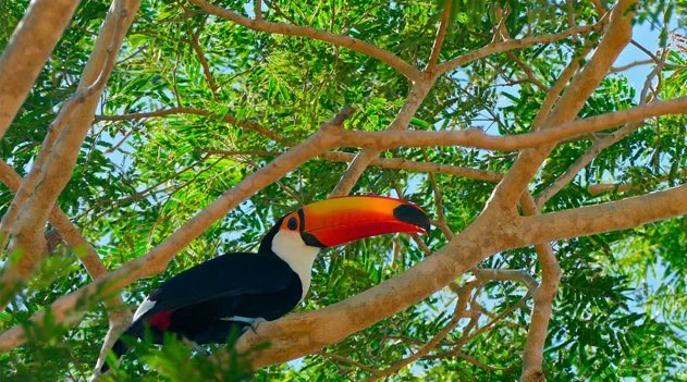 importancia das arvores para a fauna