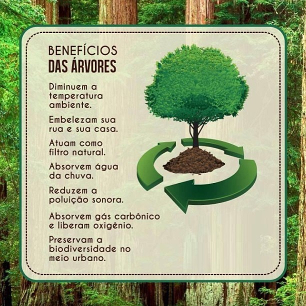 10 Espécies de Árvores Nativas que Mais Atraem Fauna Local