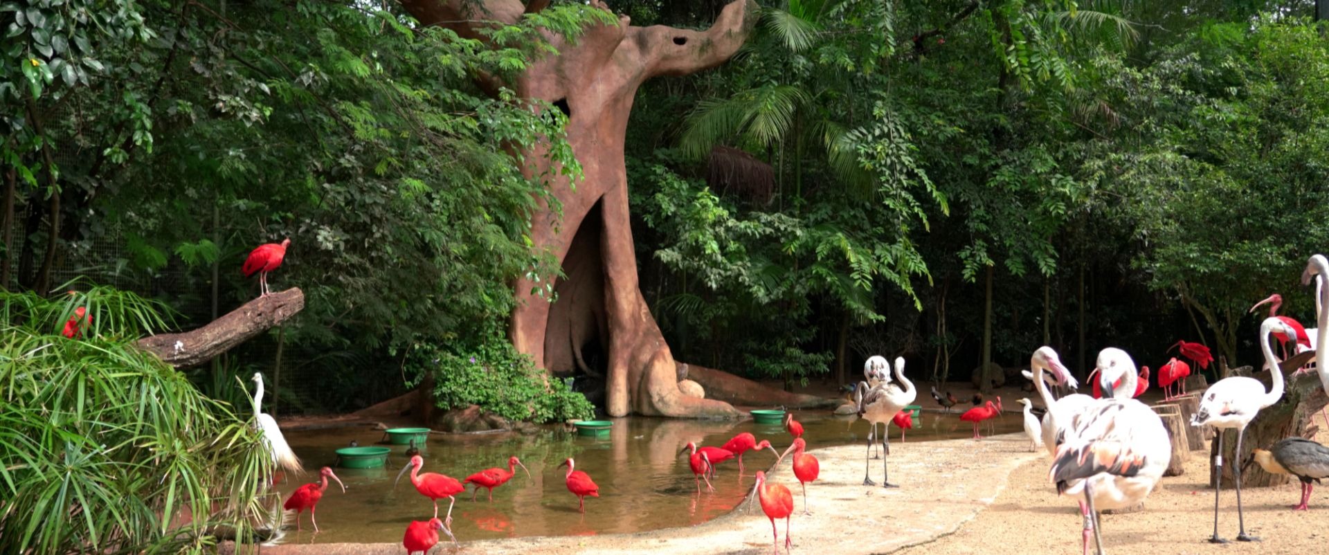 Como as Árvores Criam Corredores Ecológicos Seguros para Animais