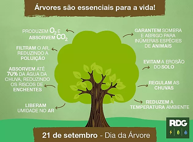 A Relação Entre Árvores e a Redução da Temperatura em Ambientes Urbanos