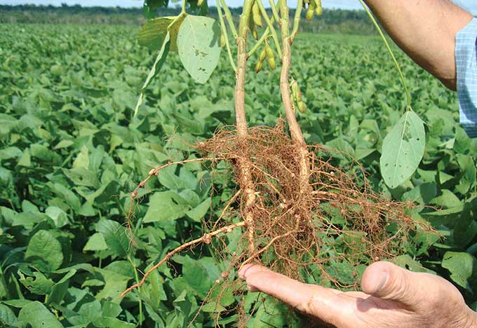 Tipos de Raízes e Suas Funções Específicas