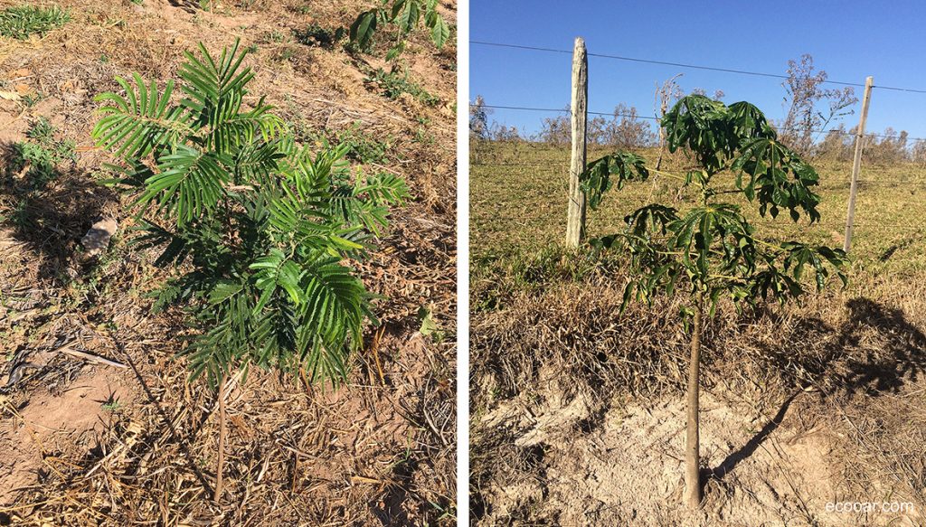 importancia das raizes das arvores