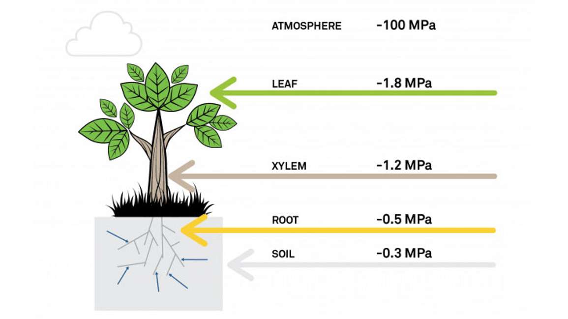 Como a umidade do solo afeta o crescimento das plantas
