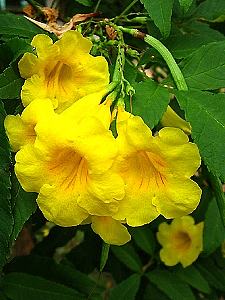 Ipê amarelo de jardim