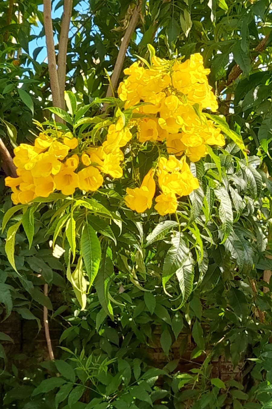Carobinha