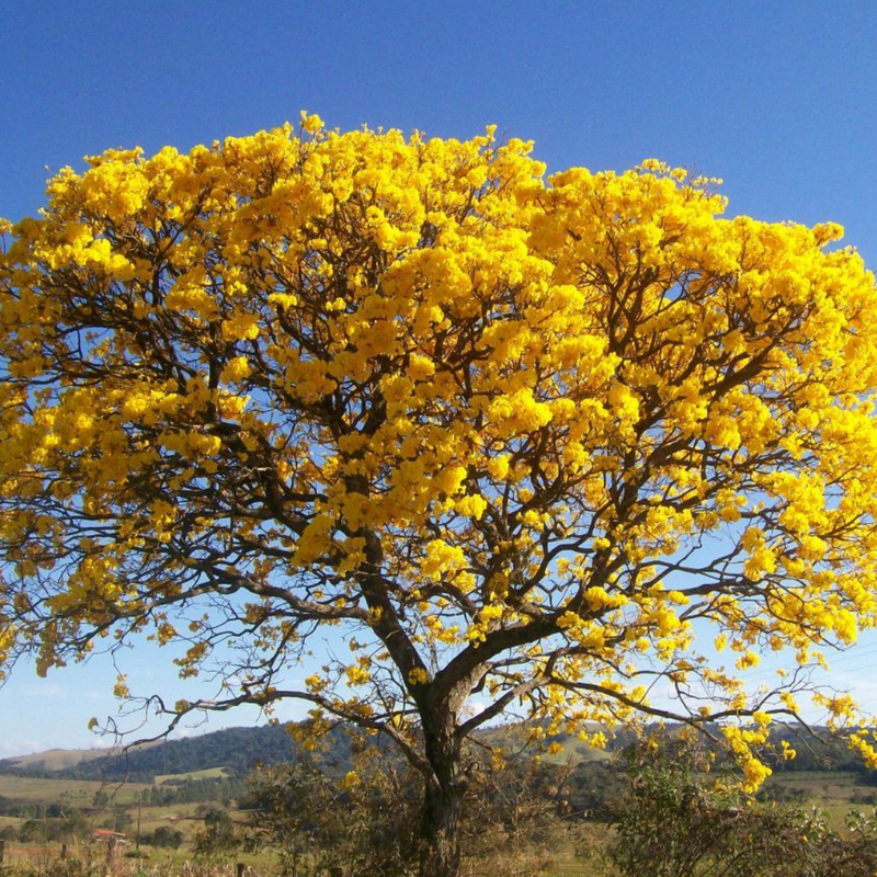 Tecoma stans