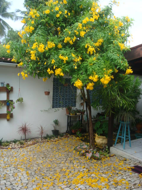 Ipê de jardim anão