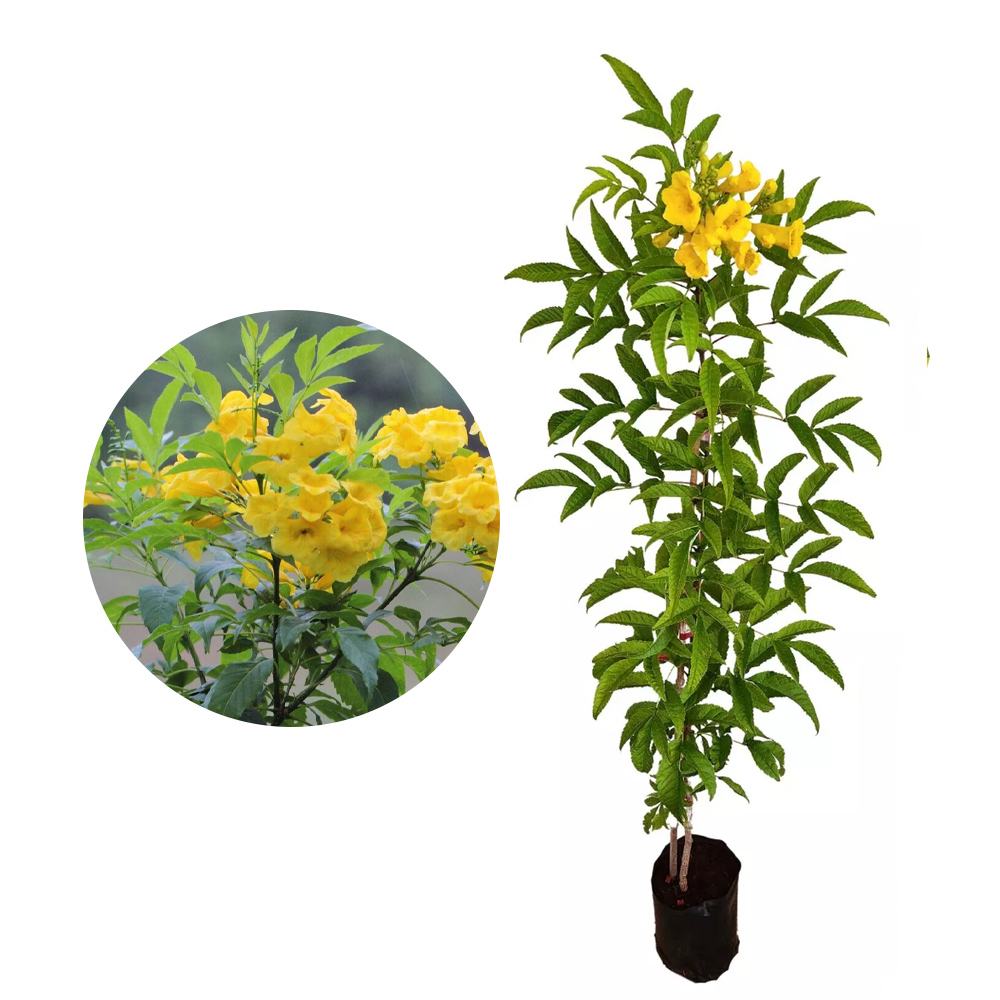 Ipê amarelo de jardim