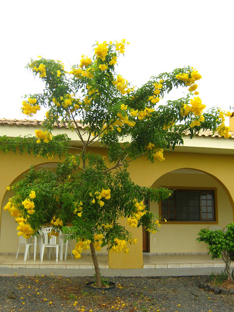 Carobinha