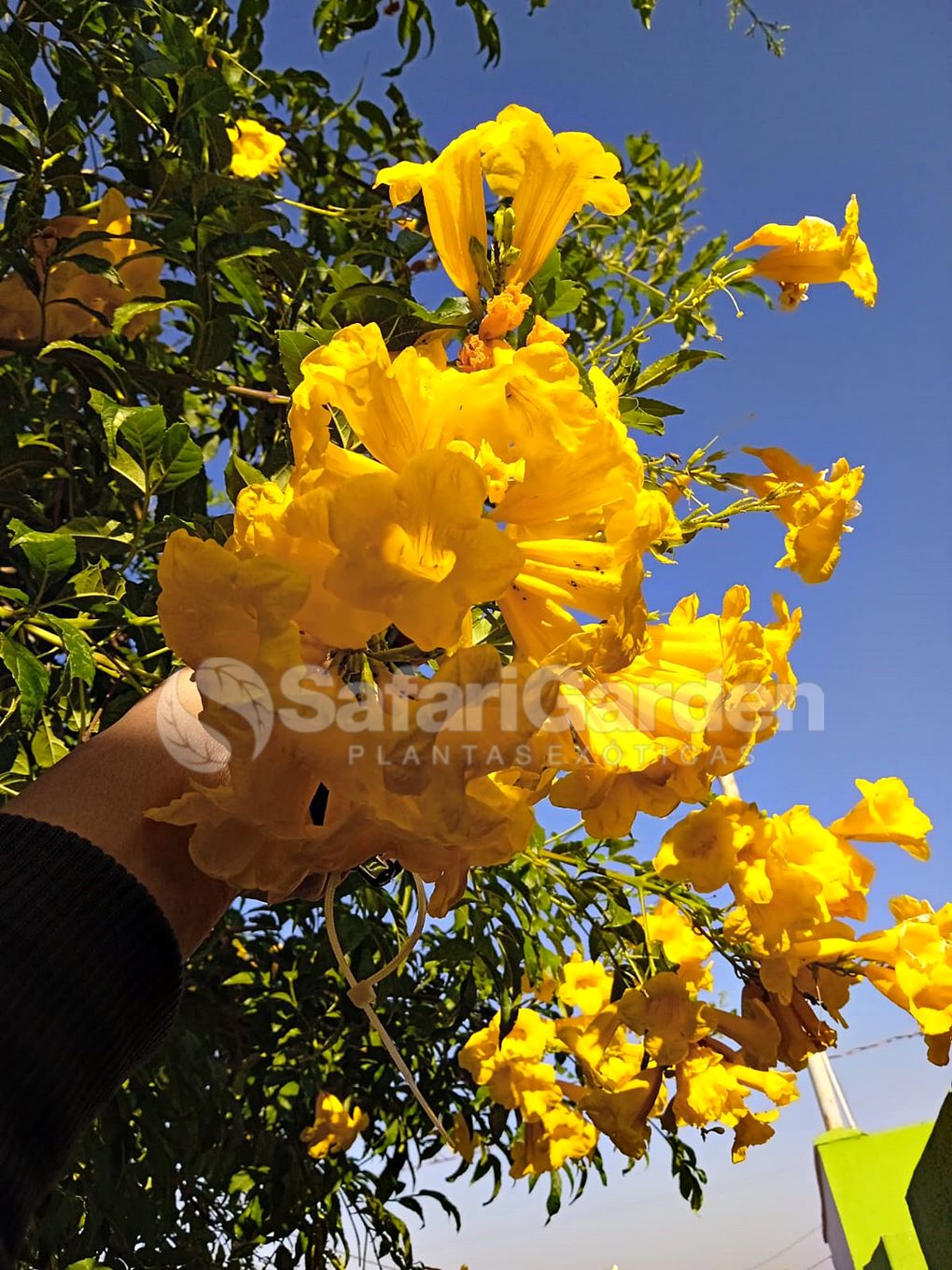 Ipê de jardim anão