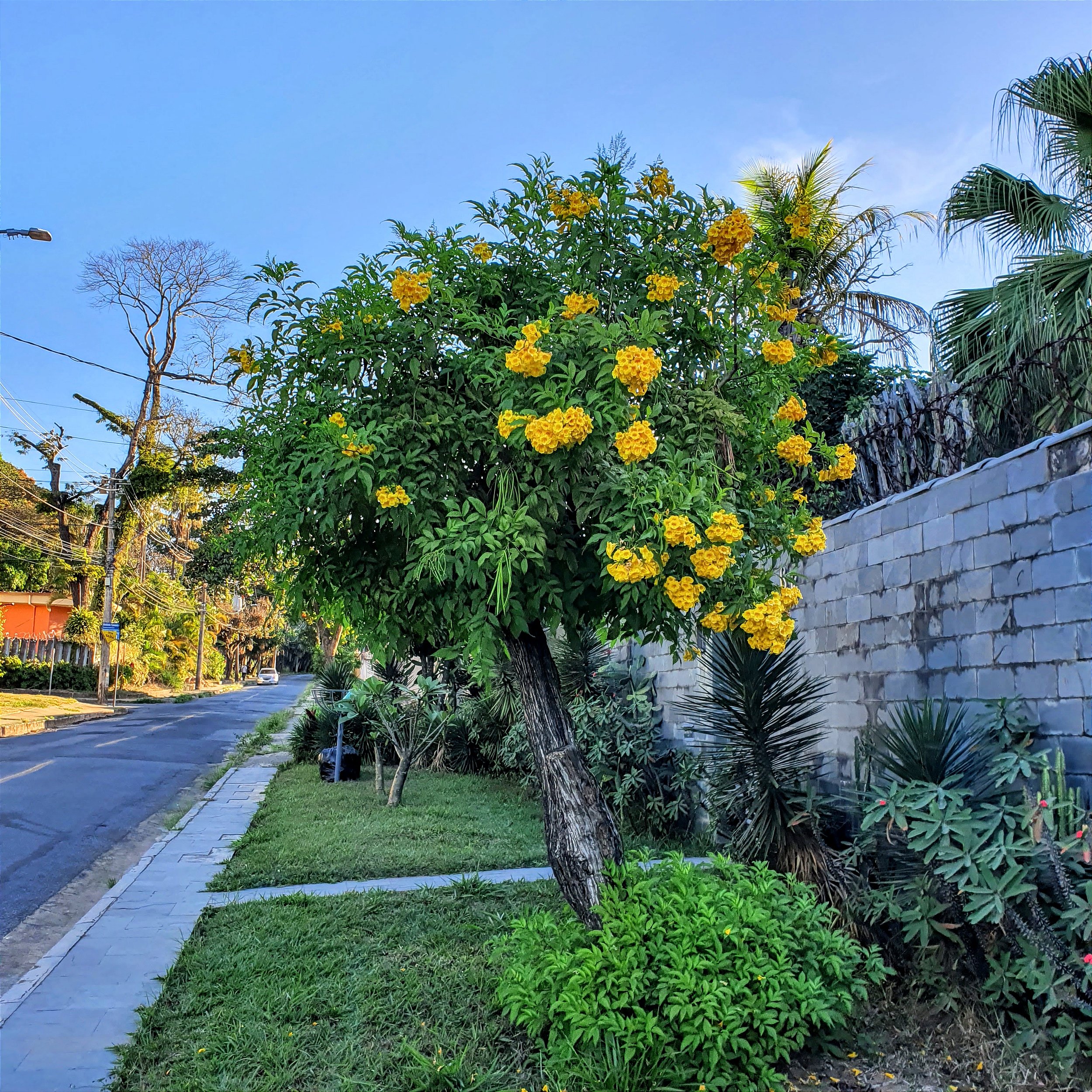 Ipê de jardim anão