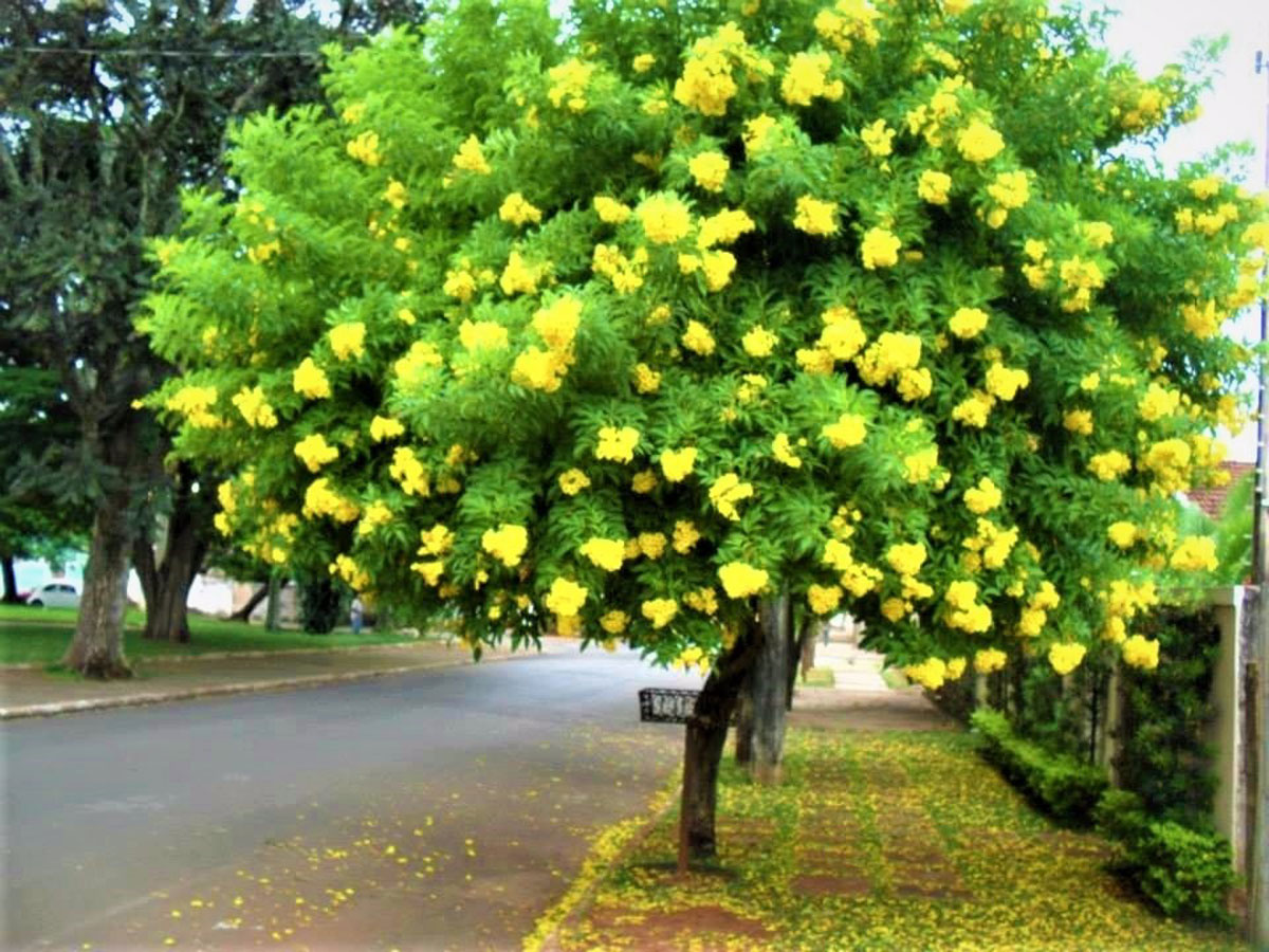 Ipê amarelo de jardim