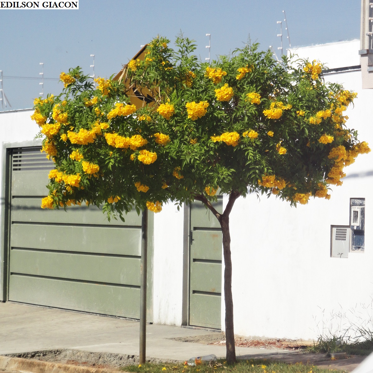 Carobinha
