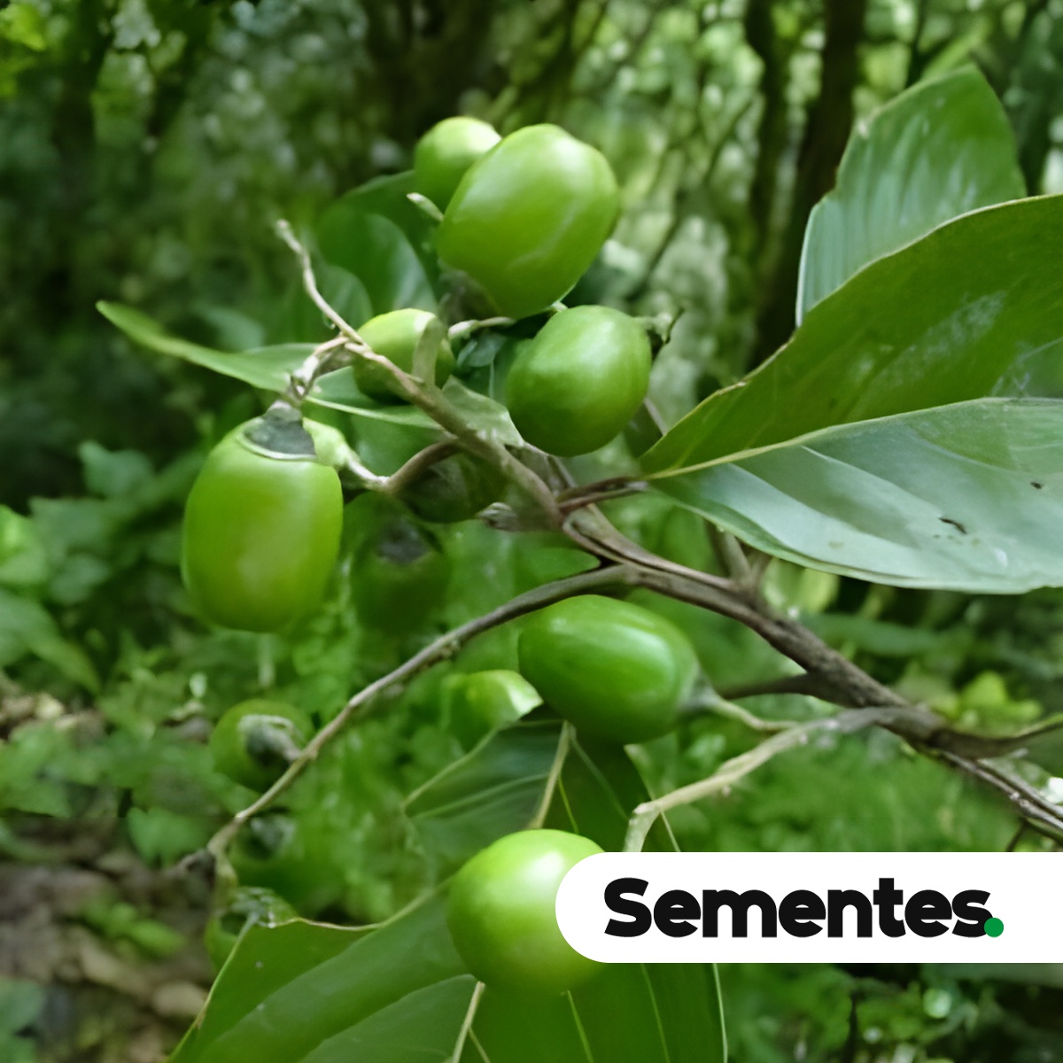 erros comuns ao comprar madeira itauba