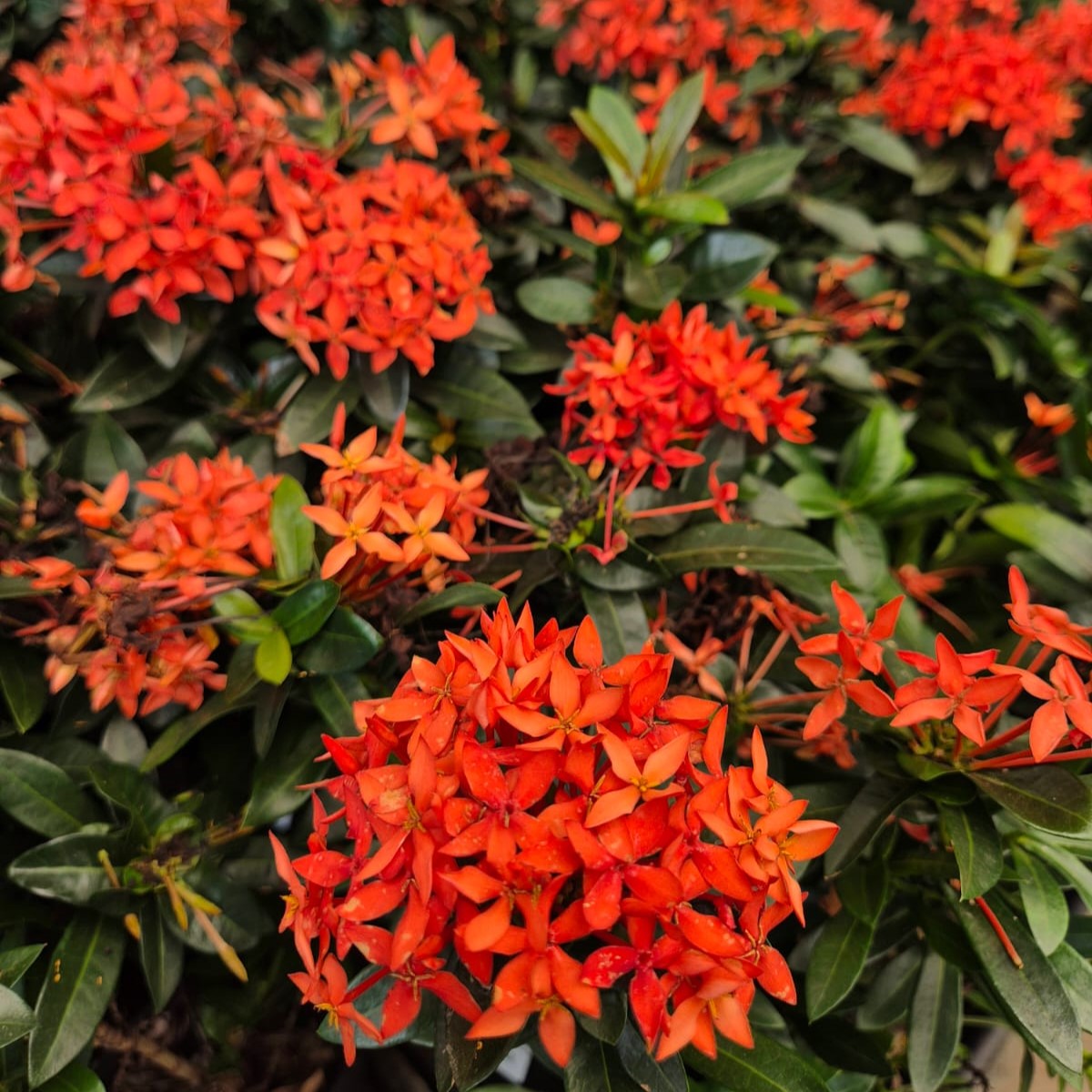 Mini Ixora (Ixora coccinea 