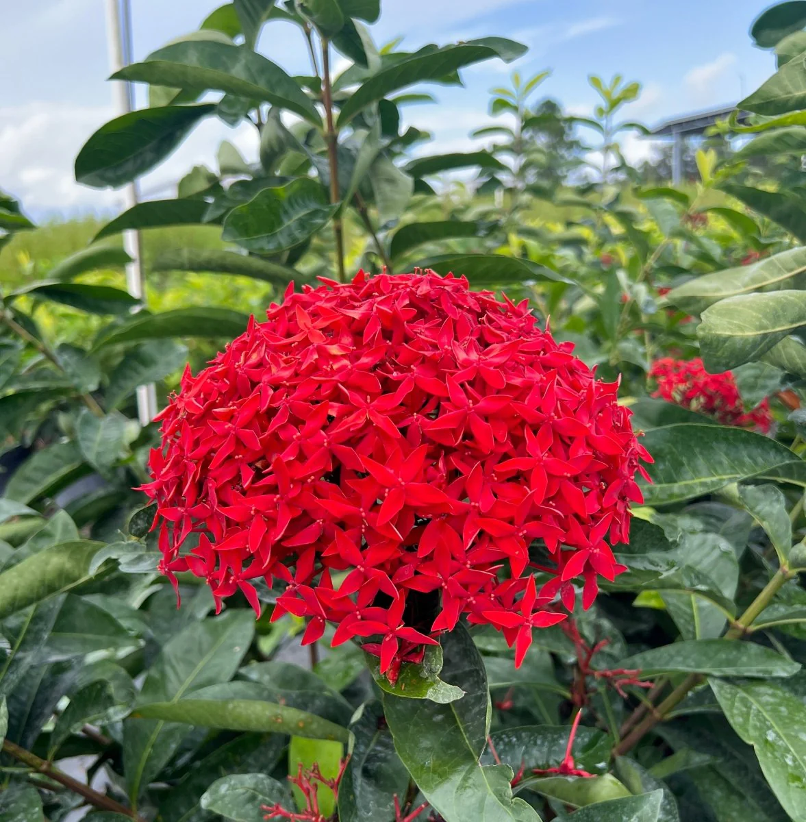 Ixora-Chinesa (Ixora chinensis)