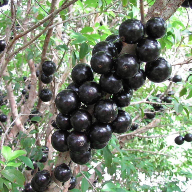 Jabuticaba Híbrida Precoce