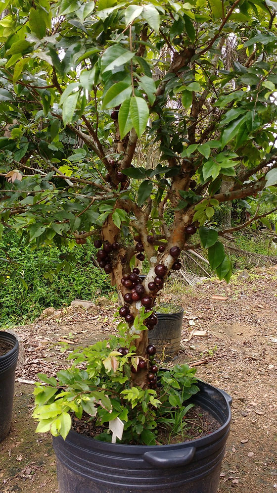 Muda de Jabuticaba Híbrida Enxertada