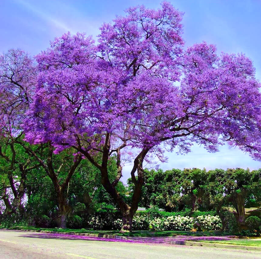 jacarandá mimoso