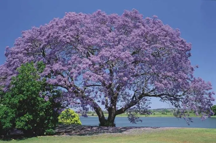 jacarandá caroba
