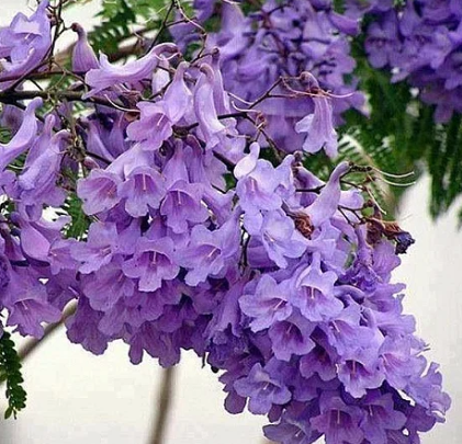 jacarandá copaia