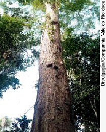 Jacarandá-da-Bahia: Por que é uma madeira tão valiosa e protegida?