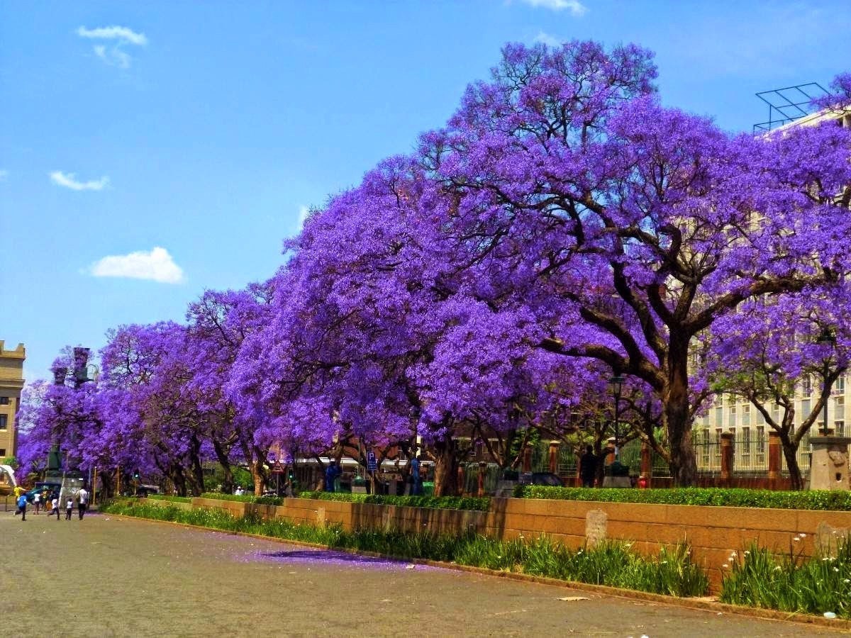 CITES e o Comércio de Madeira: O que você precisa saber sobre o Jacarandá?