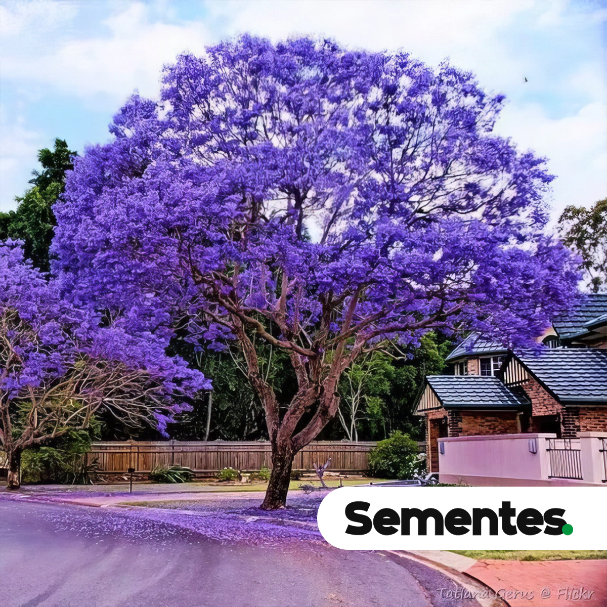 Jacarandá-mimoso: Guia completo para plantio e manutenção em cidades