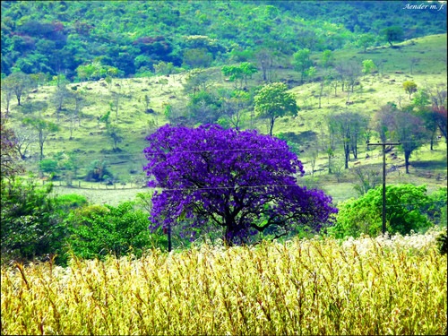 Instrumentos Musicais de Jacarandá: Entenda a legislação para exportação e importação