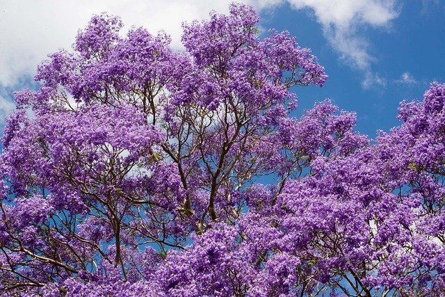 jacaranda e a legislação brasileira