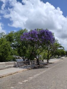 Como obter licença para poda ou corte de árvores em áreas urbanas?