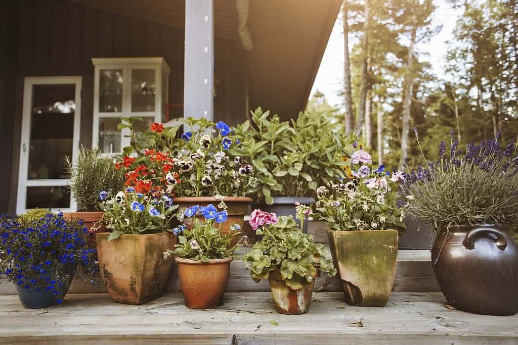 decoração com vasos de plantas