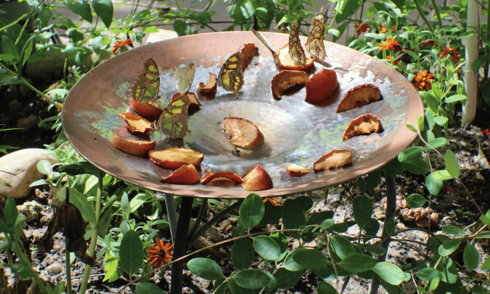 como fazer um mini jardim de borboletas em vaso