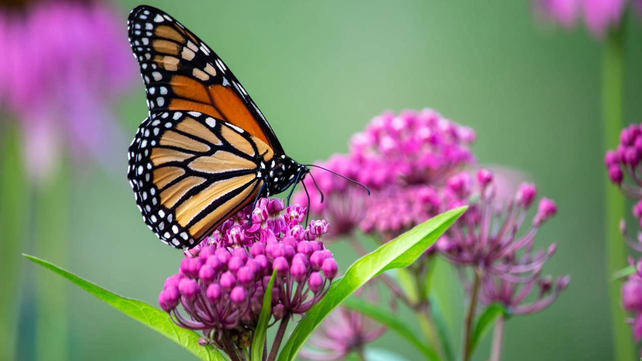 melhores plantas para jardim de borboletas