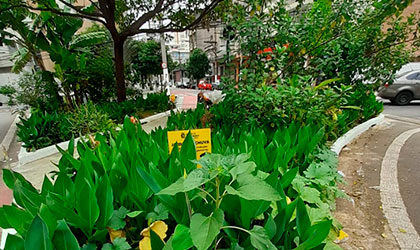Guia completo: Construindo um jardim de chuva em casa