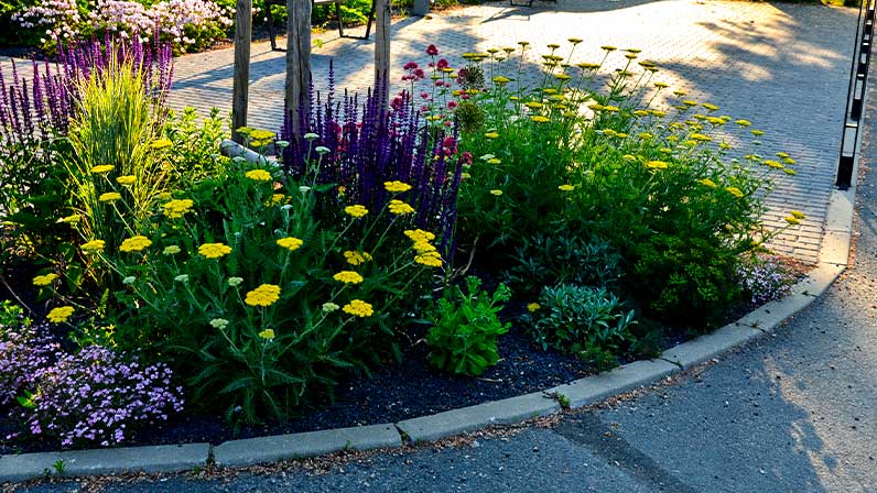 5 plantas ideais para o seu jardim de chuva