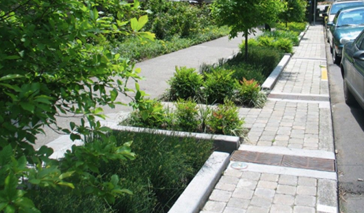 5 plantas ideais para o seu jardim de chuva