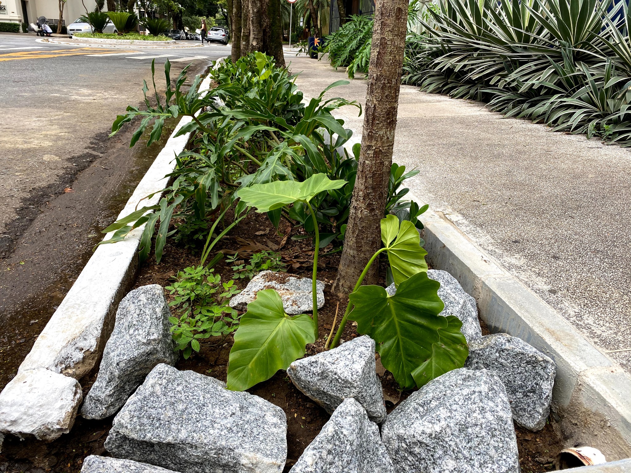 Como o jardim de chuva ajuda a combater ilhas de calor