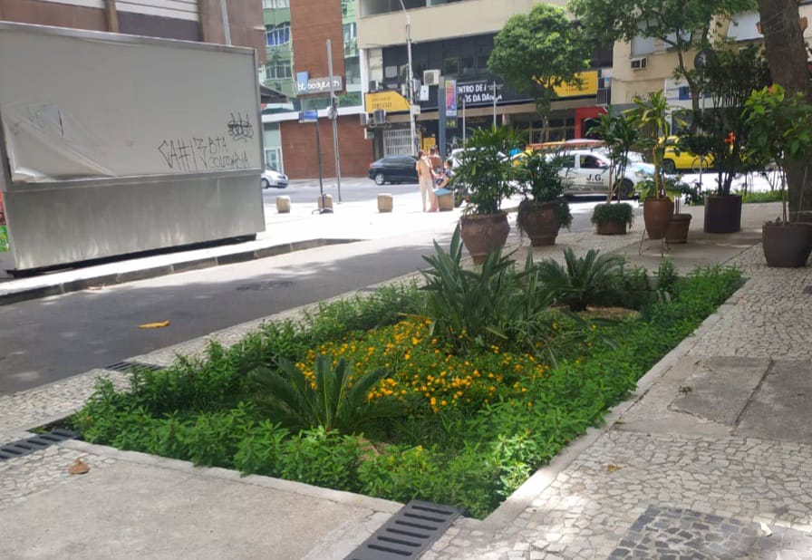 Guia completo de plantas para jardins de chuva