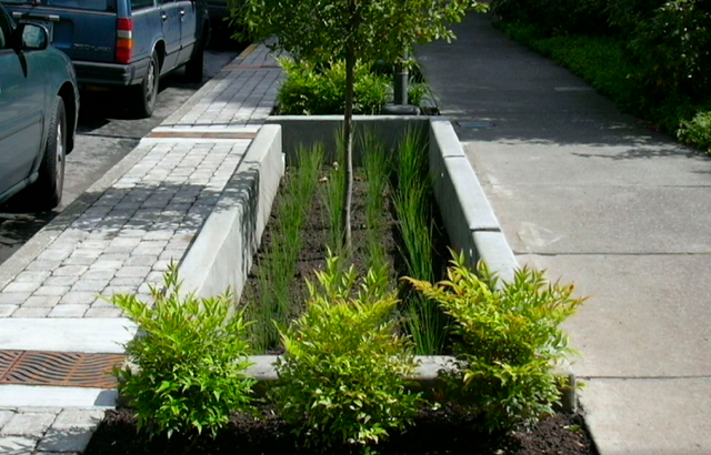 Manutenção e cuidados essenciais para jardins de chuva