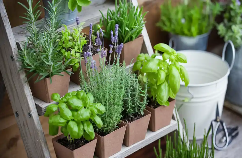 jardim de ervas em casa
