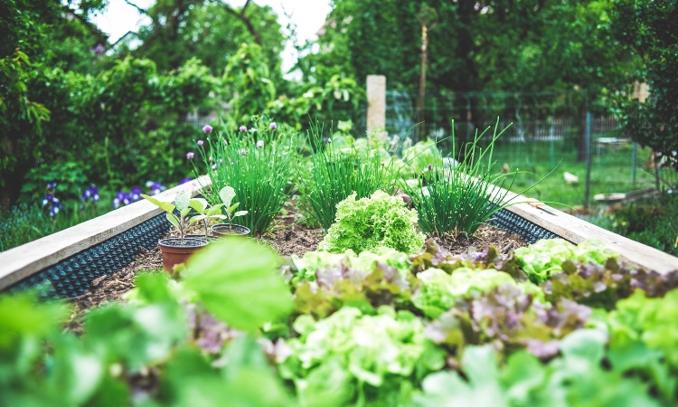 jardim de ervas em casa