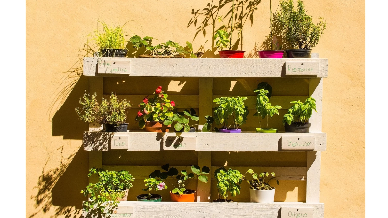 10 Ervas Aromáticas Essenciais para sua Cozinha