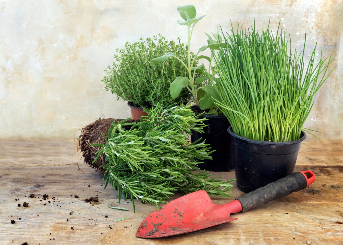 Como Escolher o Vaso Ideal para sua Horta Caseira